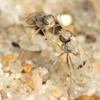 The Diptera of Iberian Peninsula, Andorra, Balearic Islands, Canary Islands, Azores and Madeira